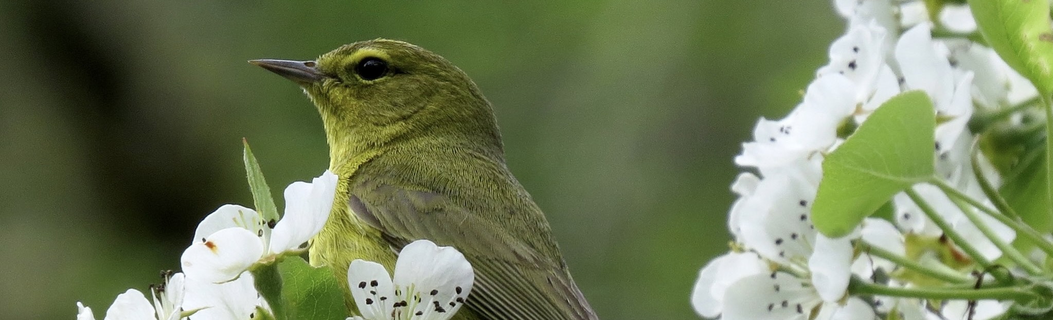 Orange Crowned Warbler in prunus species